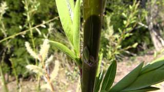 Parasitic Wasp Laying Egg into Willow コマユバチ♀が柳の若葉に産卵 [upl. by Aidan888]