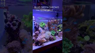 Reef Tank BLUE GREEN CHROMIS GONE WILD reeftank schoolingfish [upl. by Schoenberg]