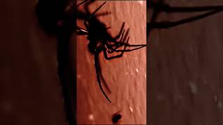 quotBLACK WIDOW Latrodectus is a genus of SPIDERS with several species TRUE WIDOWSquot [upl. by Wallack]