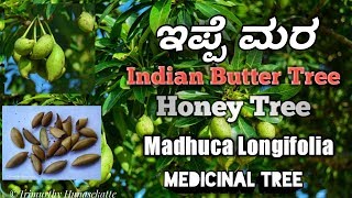 ಇಪ್ಪೆ Indian Butter Tree Honey Tree [upl. by Adnolay140]