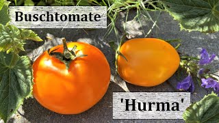 Buschtomate Hurma Kaki  Fleischtomate für Garten amp Balkon Eine Lieblingssorte 2020 [upl. by Enyallij836]