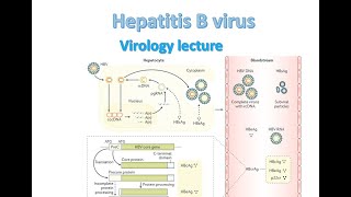 Hepatitis B Virus  Hepatitis B virology  Hepatitis B replication  Hepatitis B virus microbiology [upl. by Nai767]