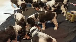 English Springer Spaniel Puppies [upl. by Saeger248]