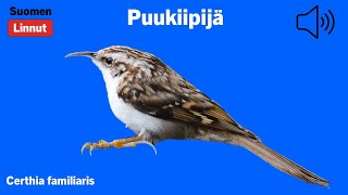 Puukiipijä  Certhia familiaris  Eurasian Treecreeper  trädkrypare  CERFAM [upl. by Kapeed]