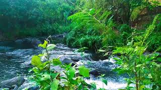 4K Forest River  Stream Sounds for Sleeping  Birds sounds  Relaxing Nature Video  Water Flowing [upl. by Monarski438]