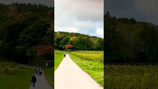 denbies vineyard england englishcountryside music travelautumn [upl. by Laikeze171]