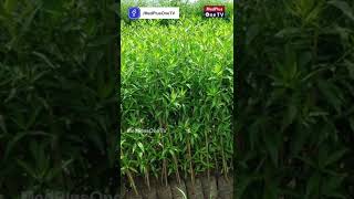 Mass Planting of Conocarpus May be Harmful MedPlusONETV [upl. by Tsepmet]