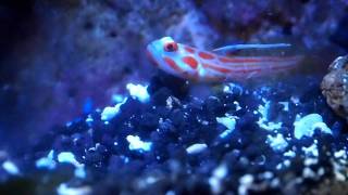 Yasha Hase Goby amp Randalls Candy Stripe Pistol Shrimp SYMBIOSIS [upl. by De Witt904]