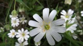 Greater stitchwort Stellaria holostea  Addersmeat  20130519 [upl. by Correna]