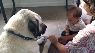 Kangal With A Baby [upl. by Anawyt]