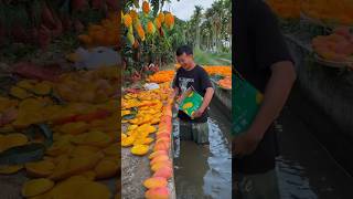 mango farming manga farming fruitcutting fruit [upl. by Sorenson170]