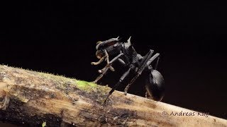 Turtle Ants Cephalotes atratus from Ecuador [upl. by Wind]