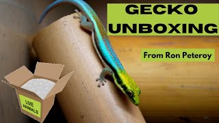 Unboxing Geckos From Ron Peteroy  Oh How Ive Wanted These [upl. by Hakvir207]