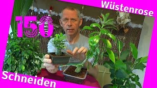 Bonsai Adenium obesum die Wüstenrose schneiden [upl. by Ron]