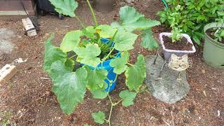 How to Growing squash in a bucket [upl. by Ahteres138]