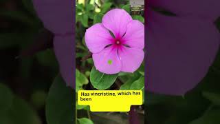 Discover The Miracle Flower Amazing Facts About Catharanthus Roseus [upl. by Retsam]