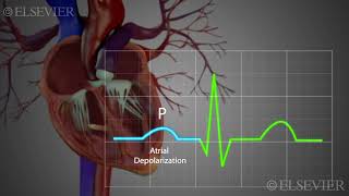 Normal Sinus Rhythm [upl. by Caitrin]