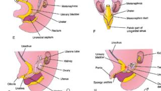 Embriologia Urogenital [upl. by Russi]