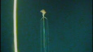 New Bigfin Squid UNSEEN footage magnapinna squid [upl. by Melton]