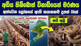 බ්‍රසීලය මේ දුපතේ සර්පයන් ලක්ෂ ගණන් පාලනය නොකරන්නේ ඇයි   The Island Full Of Snakes IN Brazil [upl. by Thurston926]