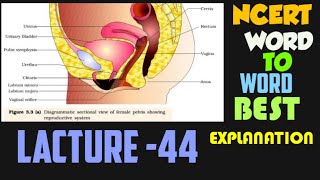 Human ReproductionL44 Parturition And Lactation NCERT Word To Word Line To Line Best Explanation [upl. by Julina]