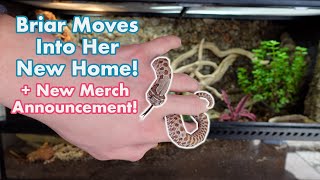 Moving my Hognose Snake into a Huge Bioactive Enclosure [upl. by Lavicrep]