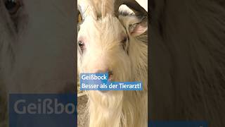 🐐 Das kann der Geißbock  vielleicht besser als der Tierarzt  Landwirtschaft  BR shorts [upl. by Alphard]