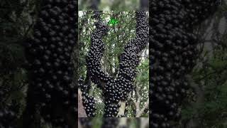 Jabuticaba – Quick Demonstrations fruit durianfruitbenefits food [upl. by Assened]