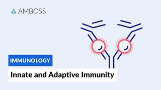 Innate and Adaptive Immunity Types of Immune Responses Short version [upl. by Norted849]