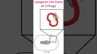 Lysogenic Cycle of Lambdaphage microbiology bacteriophage animation [upl. by Fons]