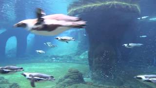 African penguins  underwater view in Wrocław Zoo Afrykarium [upl. by Cela353]