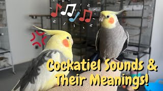 Cockatiel Sounds and Their Meanings  TheParrotTeacher [upl. by Keller]