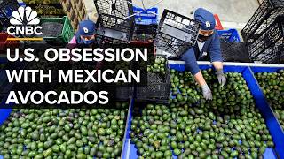 Why Mexico Beats The US In Avocado Production [upl. by Sakhuja941]