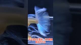 什麼是孔雀魚的水霉病，該怎麼救治 [upl. by Drarrej323]