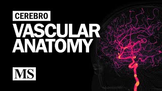 Cerebral Vascular Anatomy And Imaging [upl. by Nazay]