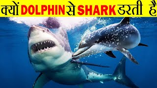 क्यों Dolphin से Shark डरती है  Why The Great White Shark Gets Scared From Dolphin [upl. by Ainelec]