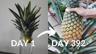 Top 11 Health Benefits of Pineapple [upl. by Eimme]