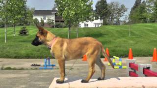 Malinois Puppy Training 12 weeks 4 [upl. by Desta10]