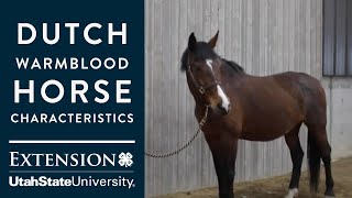 Dutch Warmblood Horse Characteristics [upl. by Kamat]