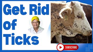 Can You Get Rid Of Ticks On Your Cows in Just One Day GNP Sir Explains I GNP Sir [upl. by Ahdar56]