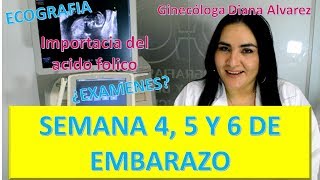 😍EMBARAZO SEMANA a SEMANA PRIMER MES DE EMBARAZO SEMANAS 4 A 7 por GINECOLOGA DIANA ALVAREZ [upl. by Samaj9]