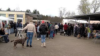 Von Osterdeko bis Tierspielzeug  Ostermarkt im Tierheim Reutlingen [upl. by Nimesay]