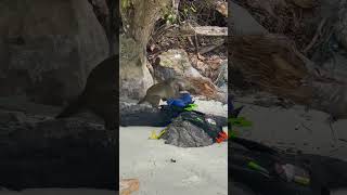 2024 May Thailand🇹🇭🧘‍♂️PhuketPhi Phi Island James Bond Island Seafood beach travel summer [upl. by Halac]