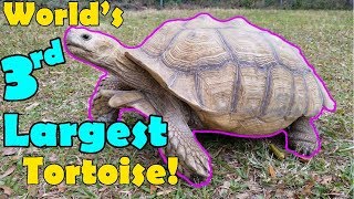 Sulcata Tortoises Facts and Care Tips [upl. by Elleinahc]