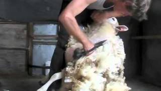 how to blade shear a sheep [upl. by Enirrok367]