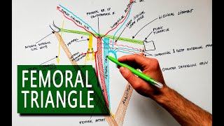 Femoral Triangle  Boundaries and Contents  Anatomy Tutorial [upl. by Jewell798]