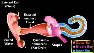 The Ear   About the Ear   Mechanism of Hearing [upl. by Adnamas391]