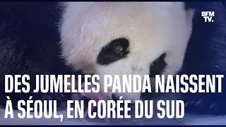 Des jumelles panda naissent dans un zoo à Séoul en Corée du Sud [upl. by Swithin589]