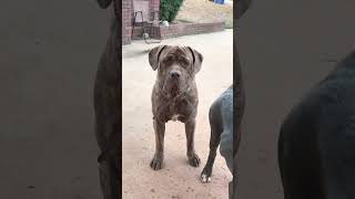 PRESA CANARIO X CANE CORSO NEAPOLITAN MASTIFFtrending viral dog canecorso presacanario shorts [upl. by Anelah]