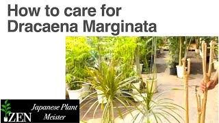 How to care for Dracaena Marginata can we dramatically revive our plant without drooping leaves [upl. by Gustie]